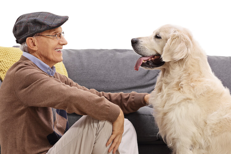 senior petting dog