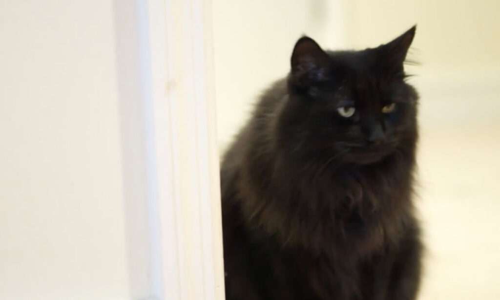 black poofy cat